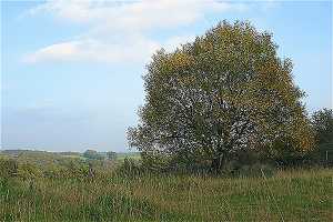 Barmer Wald / Scharpenacken